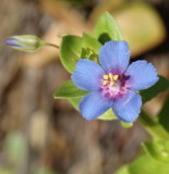 Morrio-azul  // Blue Pimpernel (Anagallis arvensis ssp. foemina)