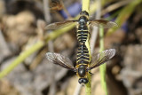 Moscas acasalando // Flies mating (Lomatia sp.)