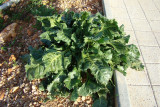 Beterraba Sacarina // Beet roots (Beta vulgaris)