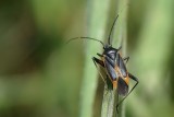 Percevejo // Bug (Calocoris nemoralis forma vittata)