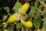 Bolotas /|\ Acorns (Quercus ilex spp rotundifolia)