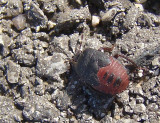 Percevejo // Burrowing Bug (Cydnus aterrimus ), nymph