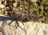 Gafanhoto // Grasshopper (Notostaurus sp.)