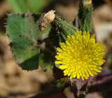 Serralha // Sow Thistle (Sonchus oleraceus)