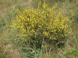 Giesteira // Weavers Broom (Spartium junceum)