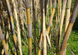 Canas // Giantreed (Arundo donax)