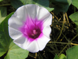 Flor da Batata Doce // Sweet Potato (Ipomoea batatas)