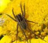 Aranha da famlia Lycosidae // Wolf Spider (Pardosa sp.), female