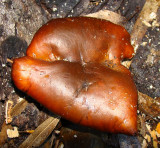 Cogumelo // Mushroom (Omphalotus olivascens)