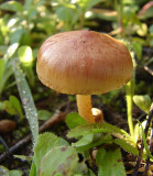 Cogumelo // Mushroom (Pholiota highladensis)