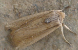 Borboleta Nocturna // Moth (Leucania loreyi)