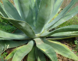 Piteira // American Agave (Agave americana)