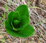 Cebola-albarrã // Sea Squill (Urginea maritima)