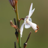 Gambanito // Pink Asphodel (Asphodelus fistulosus)