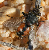 Mosca da famlia Tachinidae // Tachnid Fly (Peleteria rubescens)