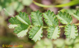 Pimpinela // Salad Burnet (Sanguisorba minor)