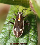 Percevejo // Bug (Capsodes sulcatus)