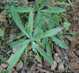 Calndula // Field Marigold (Calendula arvensis)