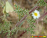 Falsa-camomila; Margao // Corn Chamomile (Anthemis arvensis)