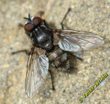 Mosca da famlia Tachinidae // Tachinid Fly (Macquartia tessellum), male