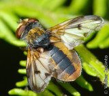 Mosca da famlia Tachinidae // Tachinid Fly (Ectophasia crassipennis), male