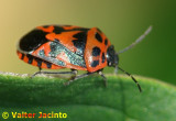 Percevejo // Bug (Eurydema ornata)