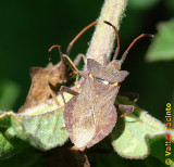 Percevejos // Dock Bugs (Coreus marginatus)