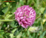 Trevo-violeta // Red Clover (Trifolium pratense)