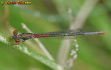 Libelinha // Small Red Damselfly (Ceriagrion tenellum), female