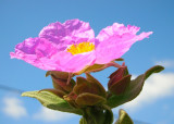 Roselha // Rockrose (Cistus crispus)
