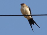 Andorinha-durica // Red-rumped Swallow (Hirundo daurica)