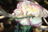 Louva-a-deus // Mediterranean Mantis (Iris oratoria), female