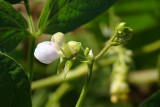 Flor do Feijo Verde // Flower of Common Bean (Phaseolus vulgaris L.)