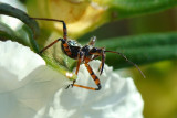 Percevejo // Assassin Bug (Rhynocoris cuspidatus)