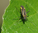 Percevejo // Bug (Hadrodemus m-flavum)