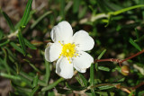 Esteva-das-areias (Cistus libanotis)