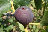 Figo Lampo da variedade Lampa Preta // Fig (Ficus carica)