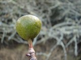 Fruto da Pereira-brava ou Catapereiro: Pero-bravo (Pyrus bourgaeana)