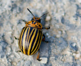 Escaravelho // Potato Beetle (Leptinotarsa decemlineata)