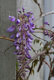 wisteria 3.jpg