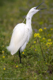Garzetta (Egretta garzetta)