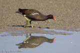 Gallinella (Gallinula chloropus)