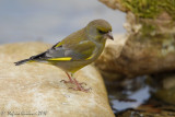 Verdone (Carduelis chloris)