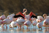 Fenicottero rosa (Phoenicopterus roseus)