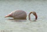 Fenicottero rosa (Phoenicopterus roseus)