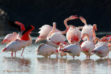 Fenicottero rosa (Phoenicopterus roseus)