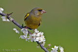 Verdone (Carduelis chloris)