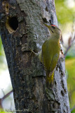 Picchio cenerino (Picus canus) - Maschio