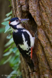 Picchio rosso maggiore (Dendrocopos major) - Maschio