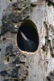Picchio nero juv. (Drycopus martius)